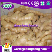 2014 China New Crop Air Dried Ginger Para Reino Unido, CANADÁ, EUA e mercado da UE